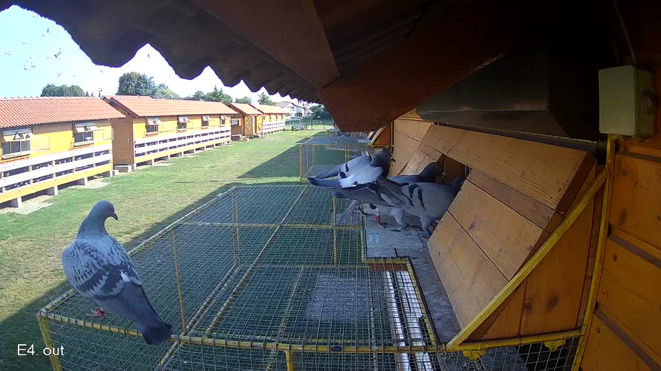 Pigeon Arrival Image For Race Race 1