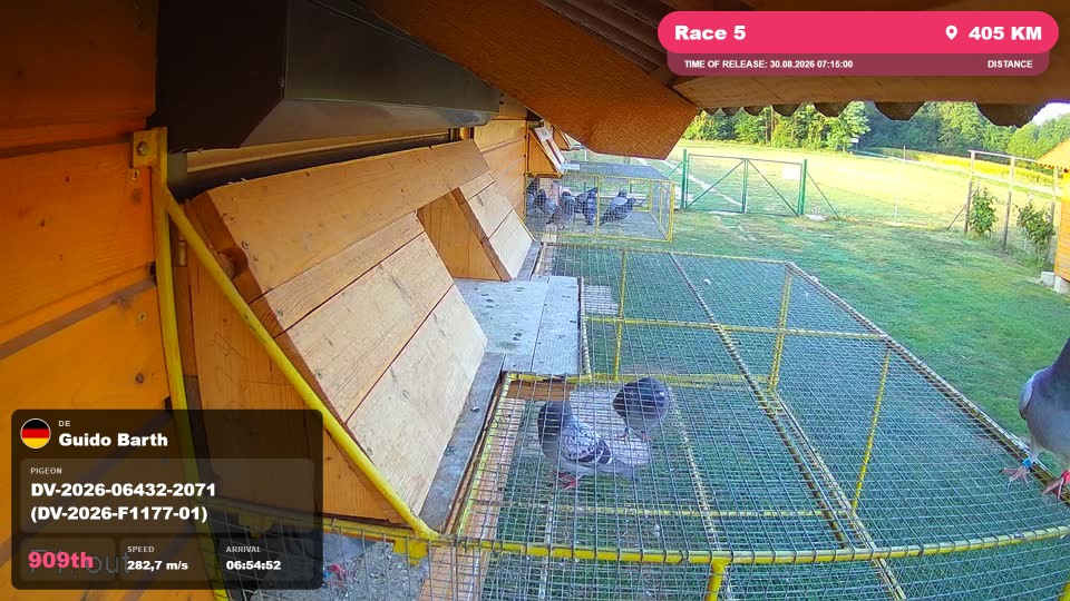 Pigeon Arrival Image For Race Race 5