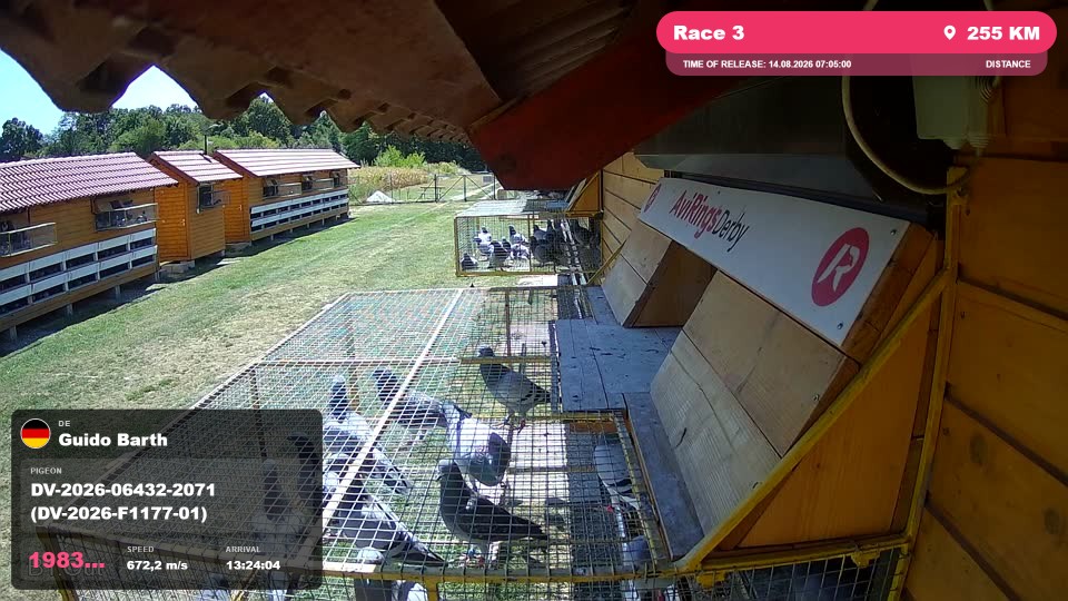 Pigeon Arrival Image For Race Race 3