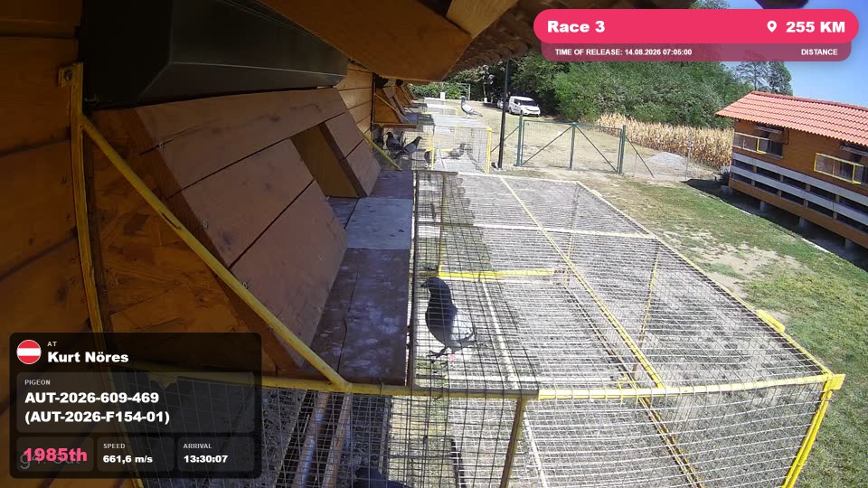 Pigeon Arrival Image For Race Race 3