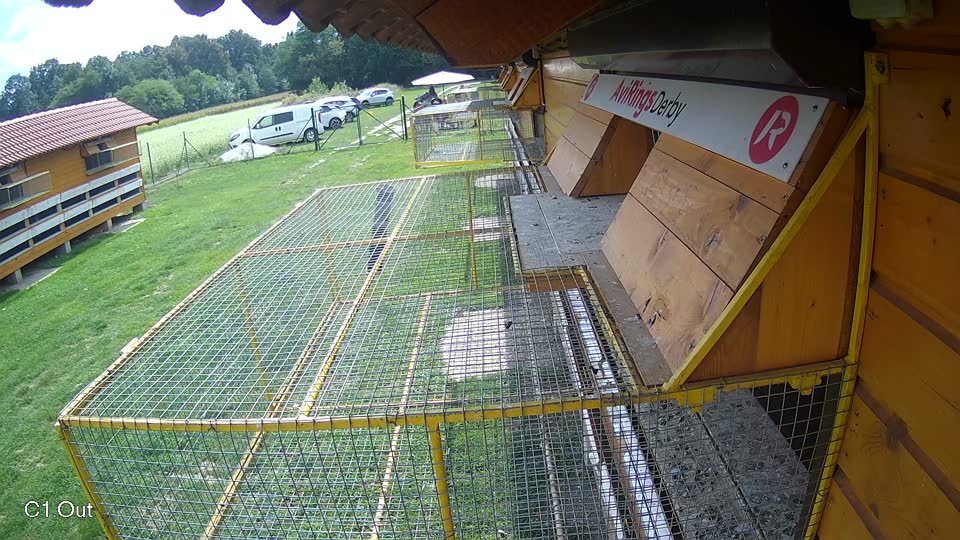 Pigeon Arrival Image For Race Race 6
