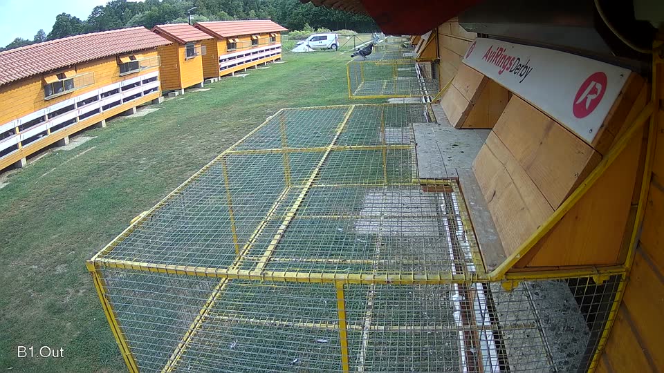 Pigeon Arrival Image For Race Race 4