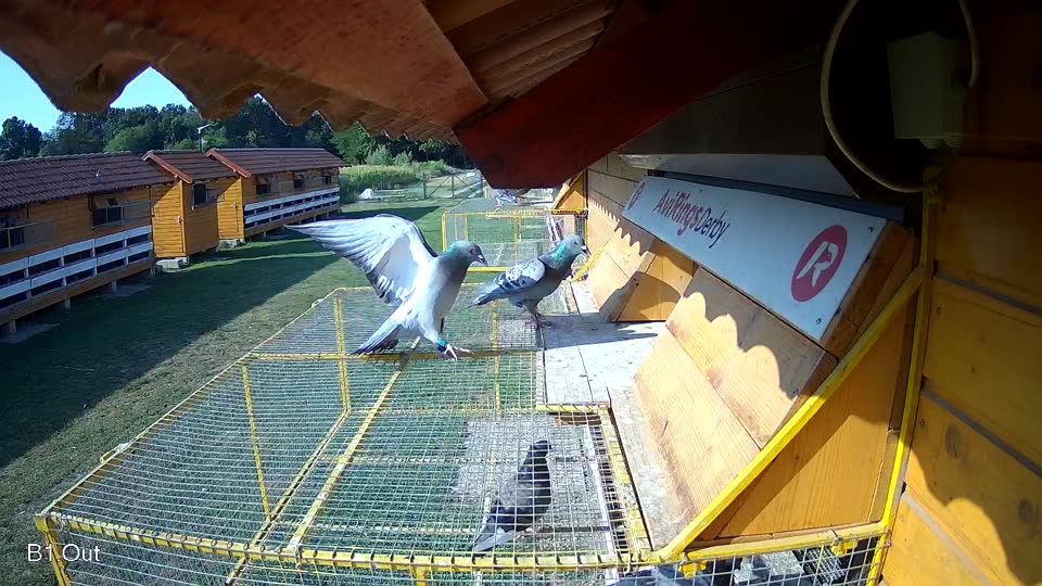 Pigeon Arrival Image For Race Race 1