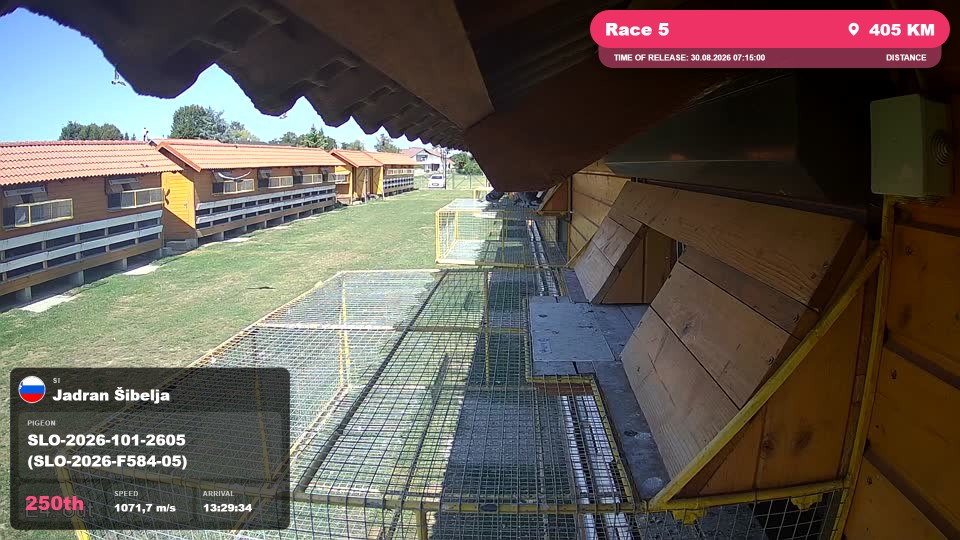 Pigeon Arrival Image For Race Race 5