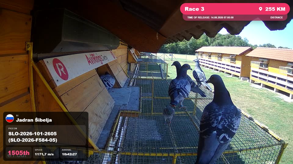 Pigeon Arrival Image For Race Race 3