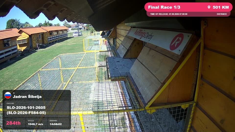 Pigeon Arrival Image For Race Final Race 1/3
