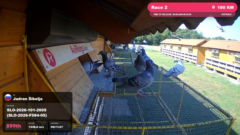 Pigeon Arrival Image For Race Race 2