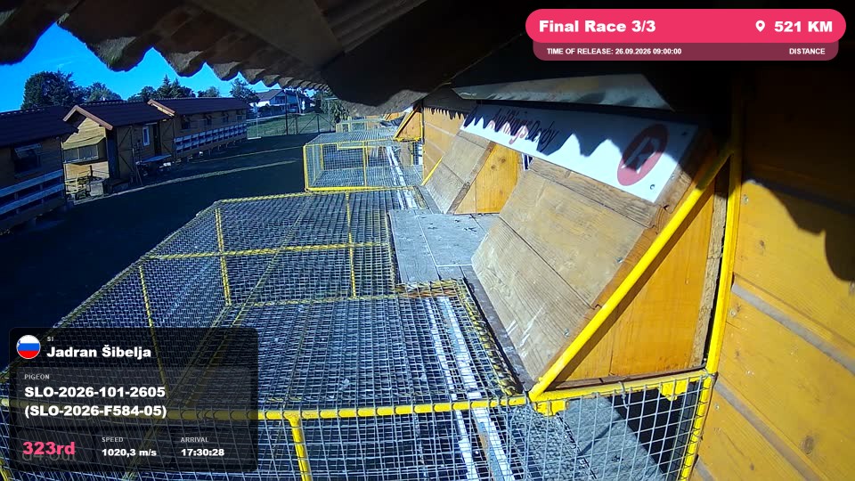 Pigeon Arrival Image For Race Final Race 3/3