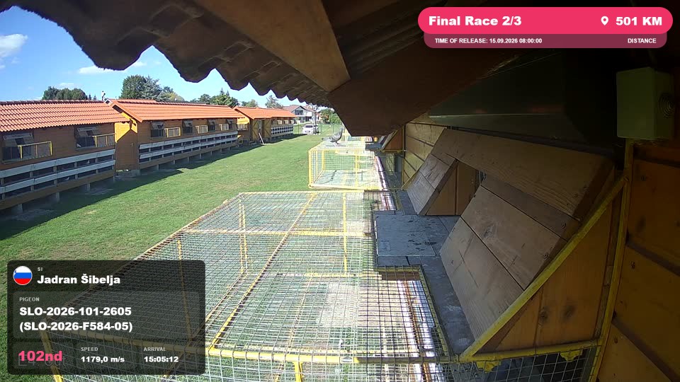 Pigeon Arrival Image For Race Final Race 2/3
