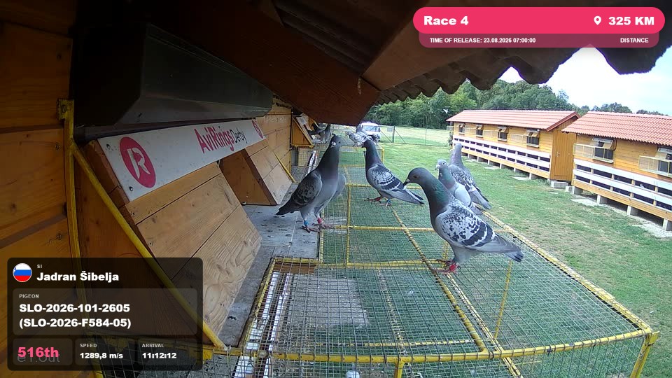 Pigeon Arrival Image For Race Race 4