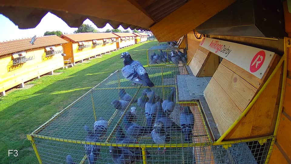 Pigeon Arrival Image For Race Race 1