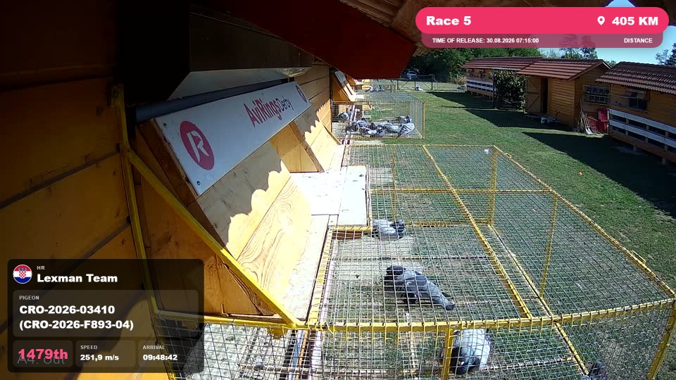Pigeon Arrival Image For Race Race 5