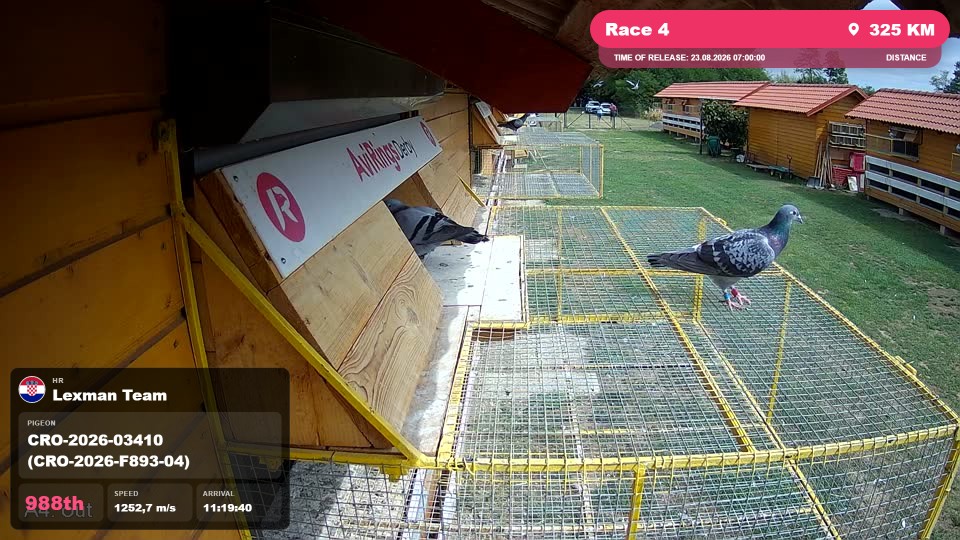 Pigeon Arrival Image For Race Race 4