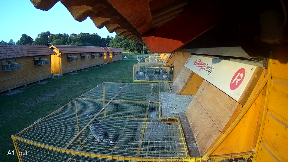 Pigeon Arrival Image For Race Race 1