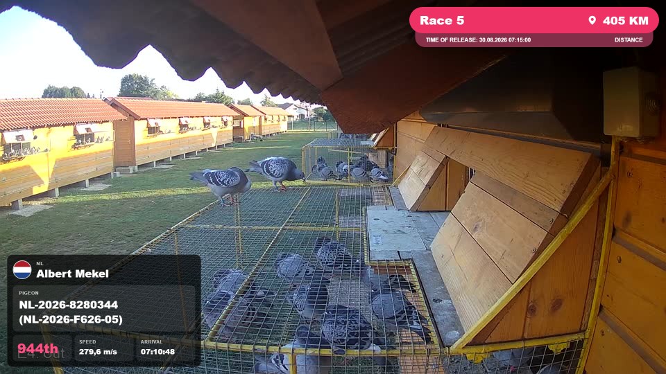 Pigeon Arrival Image For Race Race 5