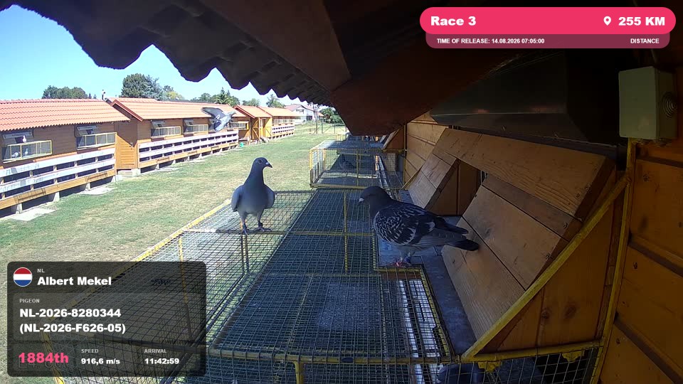Pigeon Arrival Image For Race Race 3