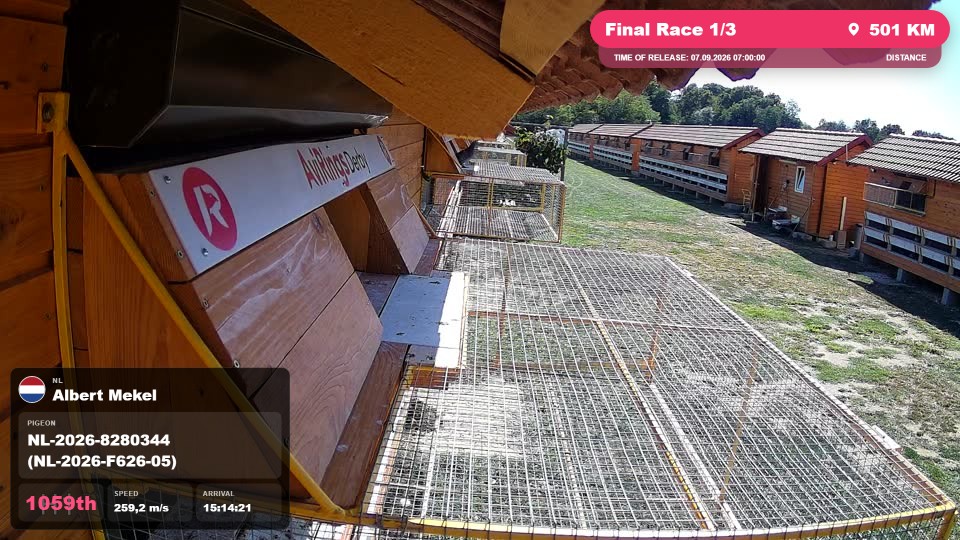Pigeon Arrival Image For Race Final Race 1/3