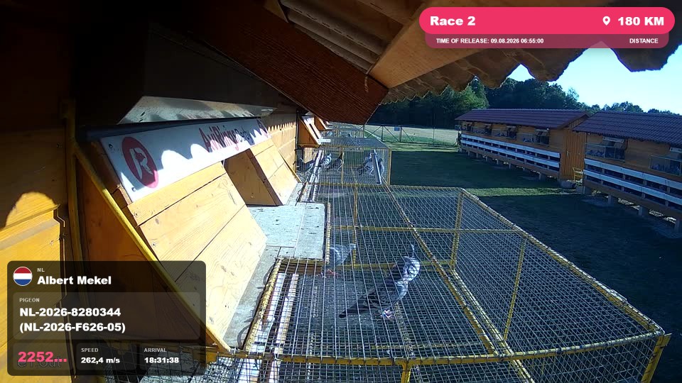 Pigeon Arrival Image For Race Race 2