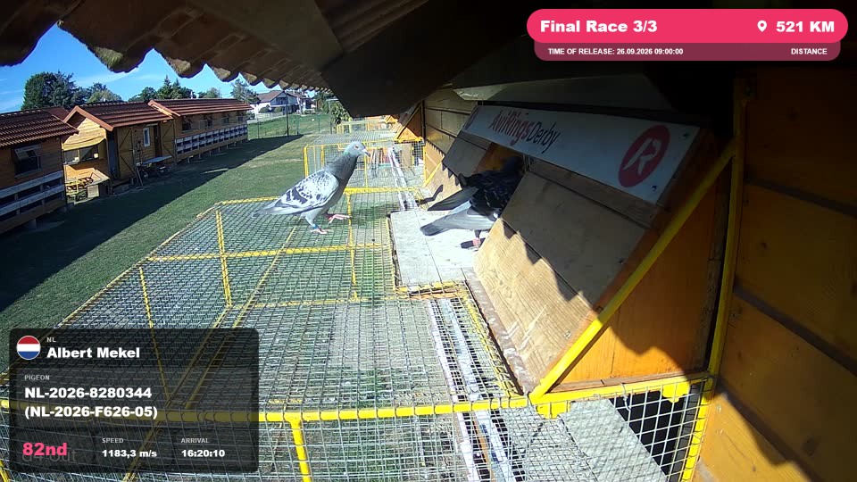 Pigeon Arrival Image For Race Final Race 3/3