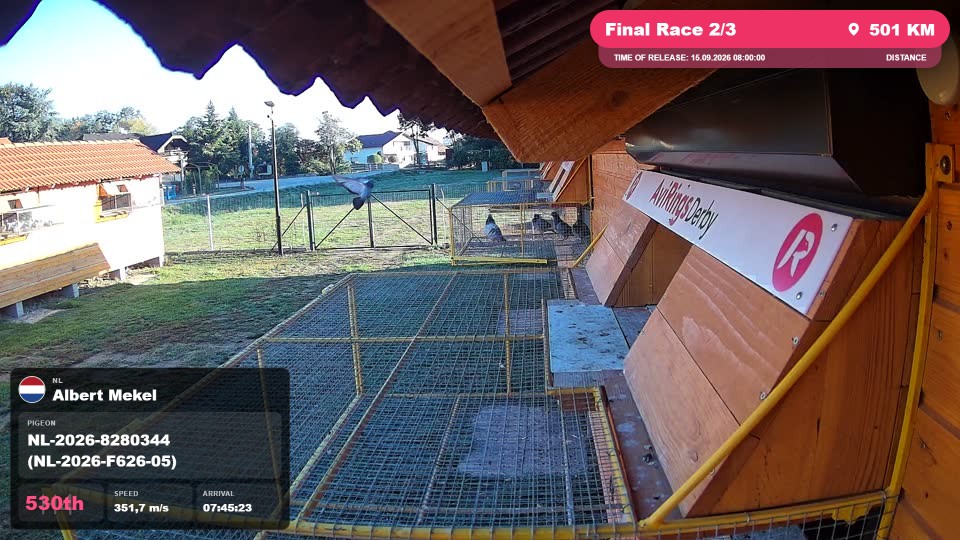 Pigeon Arrival Image For Race Final Race 2/3