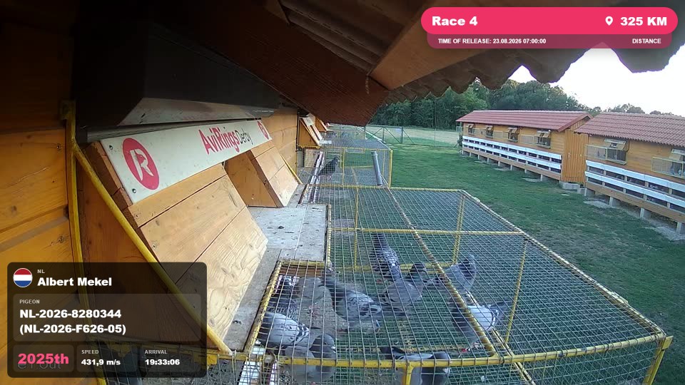 Pigeon Arrival Image For Race Race 4