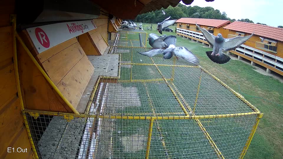 Pigeon Arrival Image For Race Race 3