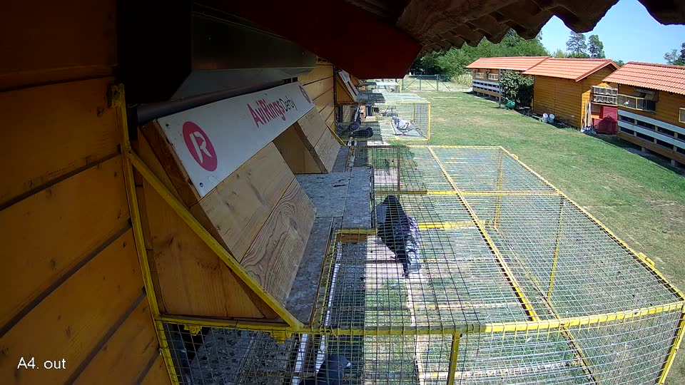 Pigeon Arrival Image For Race Race 1