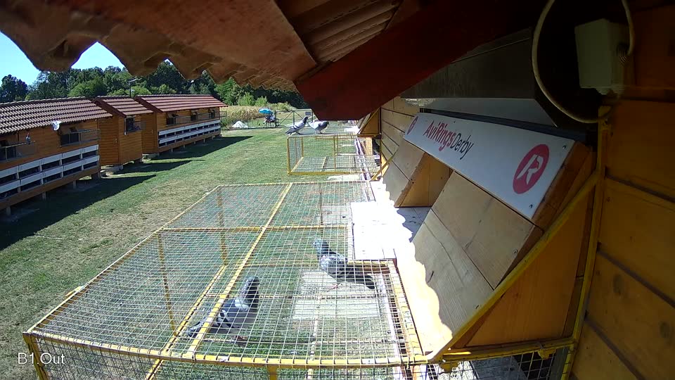 Pigeon Arrival Image For Race Race 3