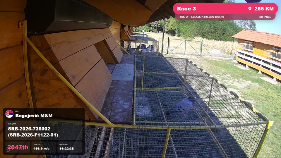 Pigeon Arrival Image For Race Race 3