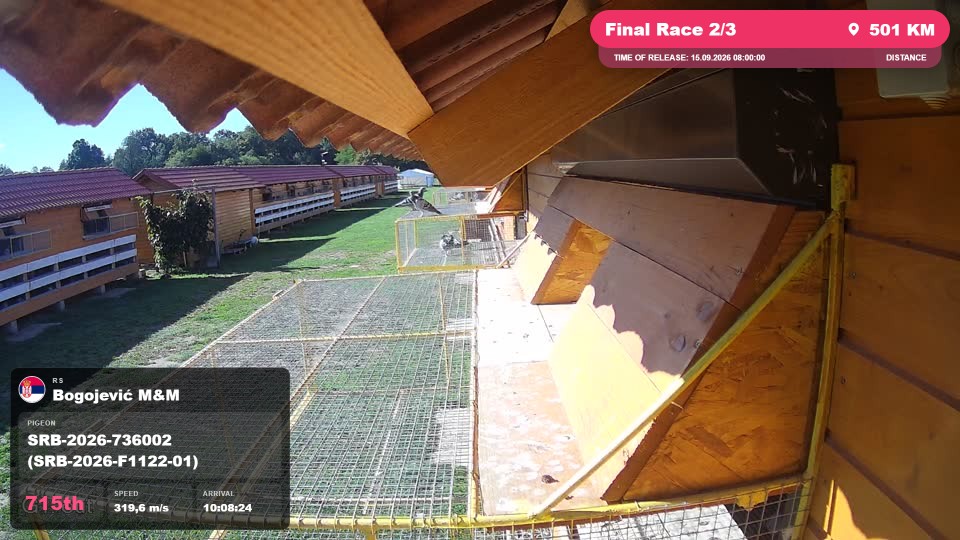Pigeon Arrival Image For Race Final Race 2/3
