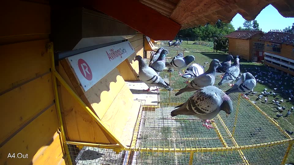 Pigeon Arrival Image For Race Race 4