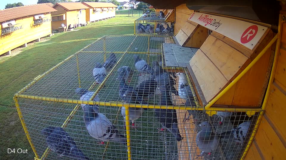 Pigeon Arrival Image For Race Race 3