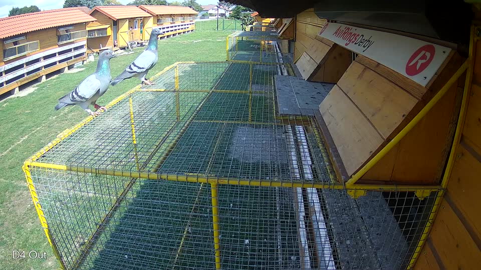Pigeon Arrival Image For Race Race 6