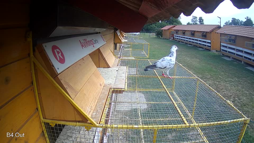 Pigeon Arrival Image For Race Race 4