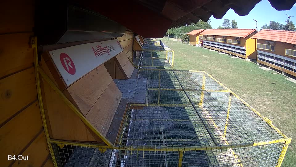 Pigeon Arrival Image For Race Race 5