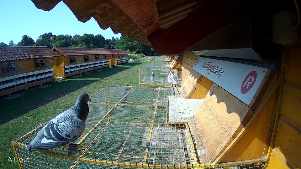 Pigeon Arrival Image For Race Race 1