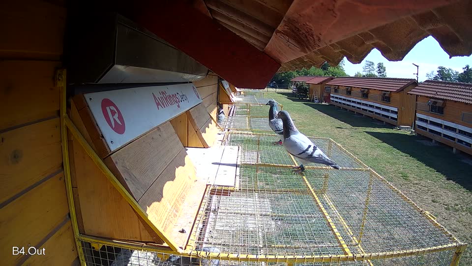 Pigeon Arrival Image For Race Race 2