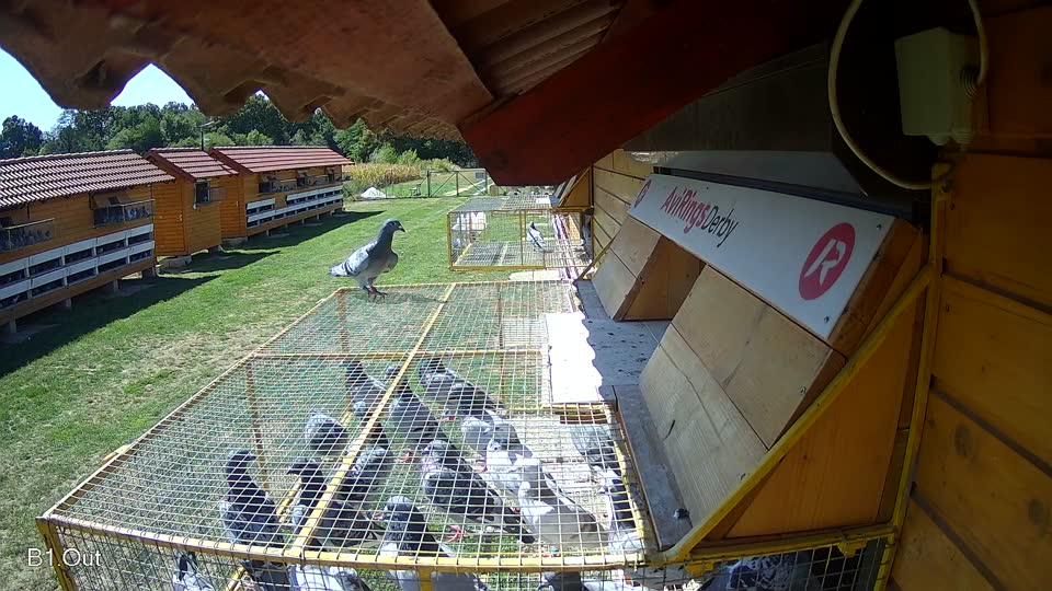 Pigeon Arrival Image For Race Race 4