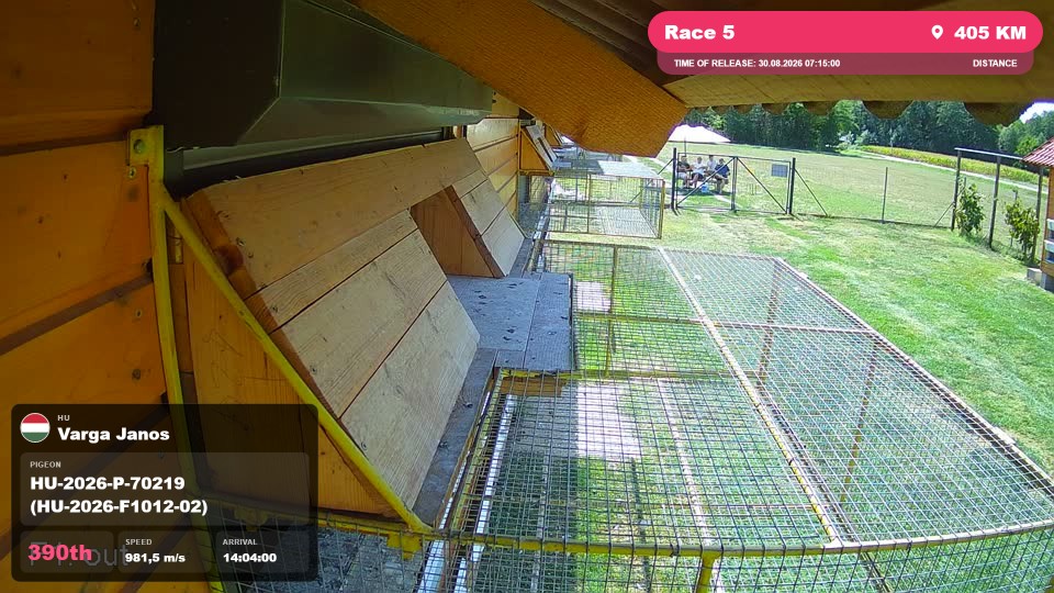 Pigeon Arrival Image For Race Race 5