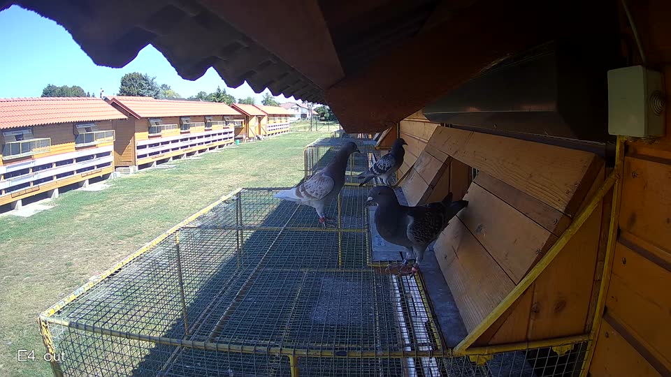 Pigeon Arrival Image For Race Race 3