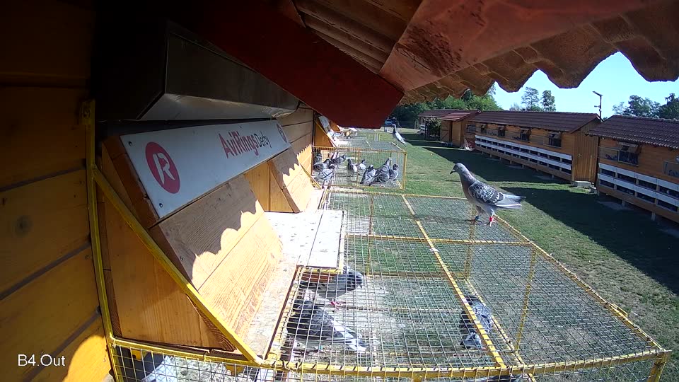 Pigeon Arrival Image For Race Race 5