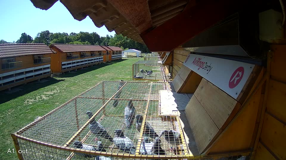 Pigeon Arrival Image For Race Final Race 1/3
