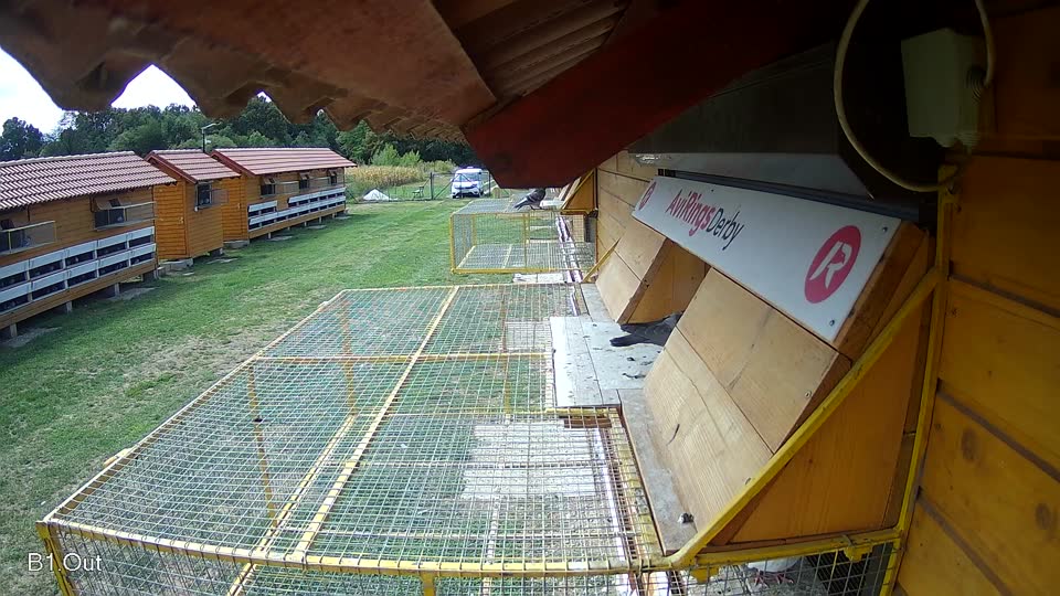 Pigeon Arrival Image For Race Race 4