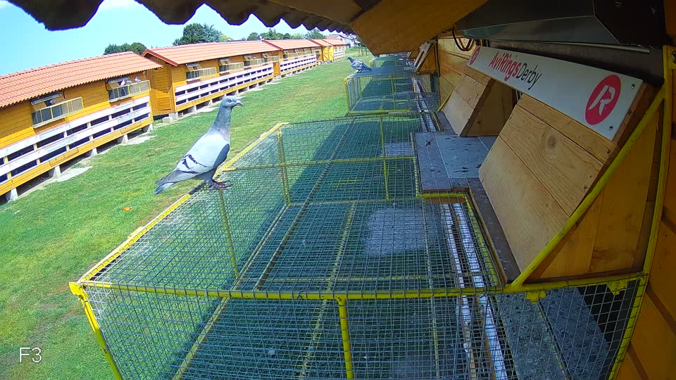 Pigeon Arrival Image For Race Race 4