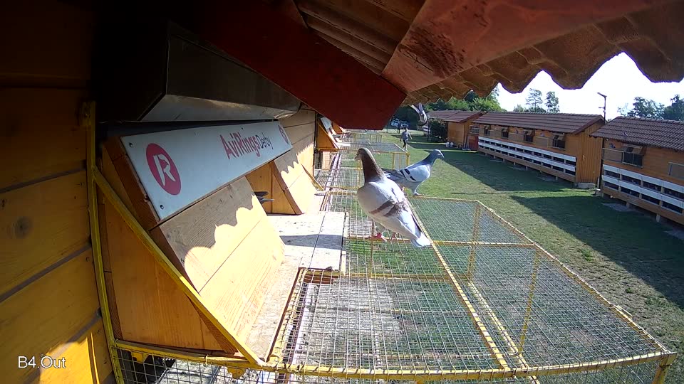 Pigeon Arrival Image For Race Race 1