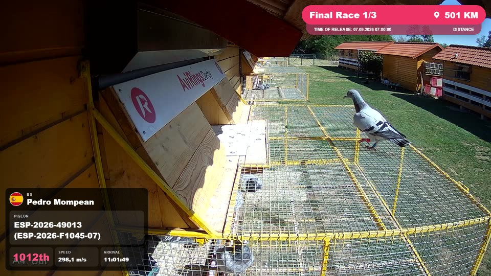 Pigeon Arrival Image For Race Final Race 1/3