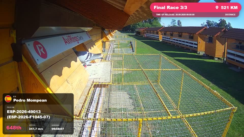 Pigeon Arrival Image For Race Final Race 3/3