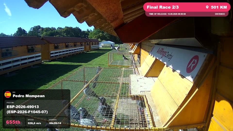 Pigeon Arrival Image For Race Final Race 2/3