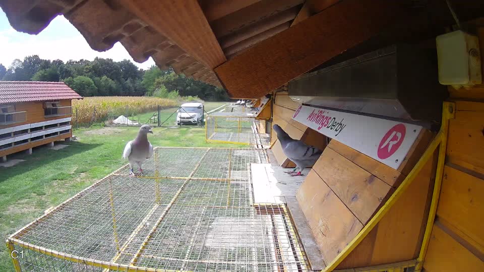 Pigeon Arrival Image For Race Race 4