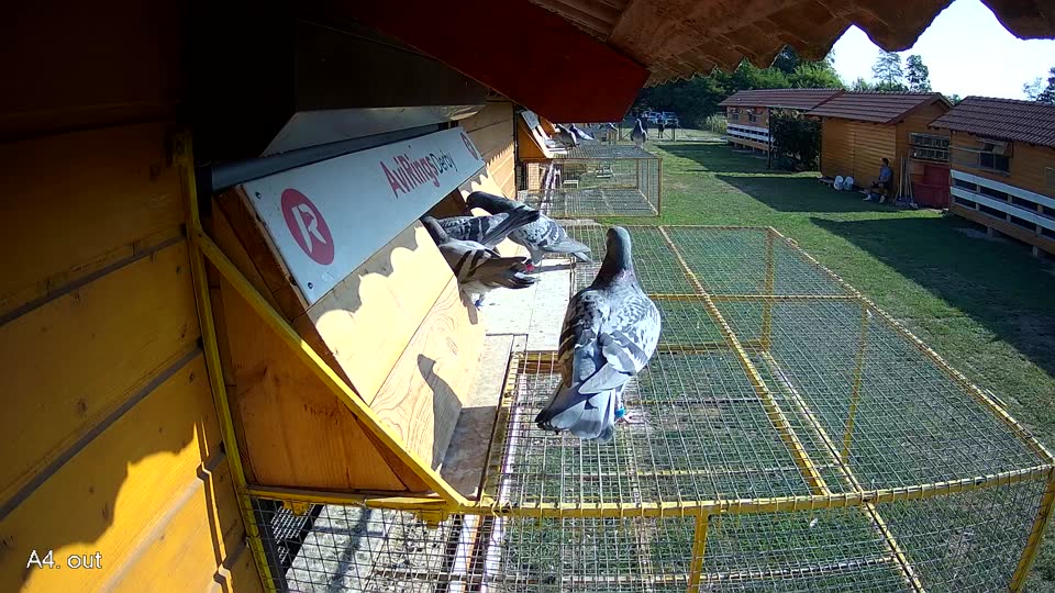 Pigeon Arrival Image For Race Race 1